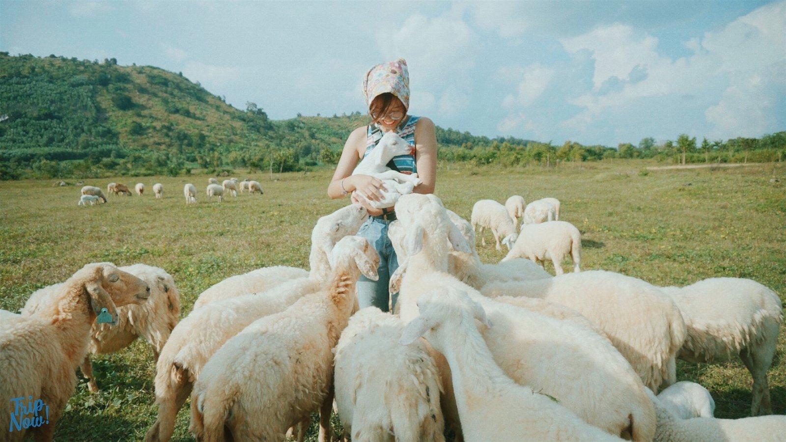 Tour Hang Rái – Vịnh Vĩnh Hy – Vườn Nho – Đồng cừu